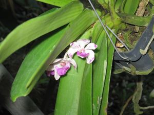 Rhynchostylis gigantea - Pink Spot 2