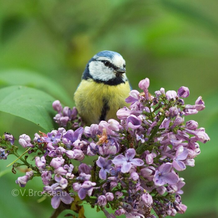 mésange-bleue-lilas03