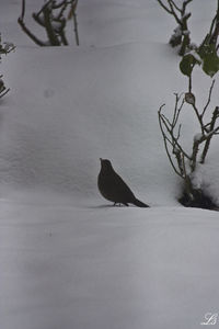 petit_oiseau_sous_la_neige_3