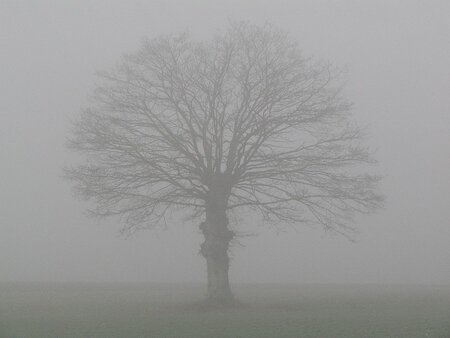 brouillard_1_