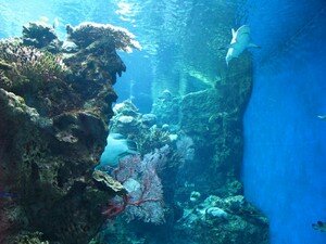 aquarium_de_Noumea_requins_2