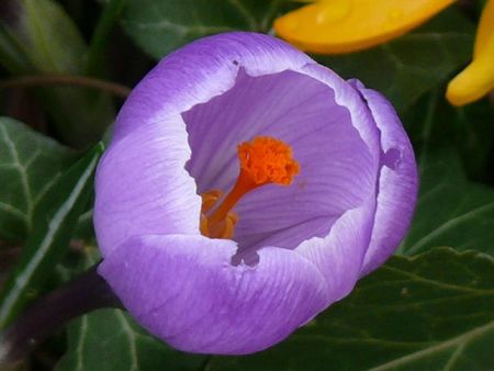 jardin06