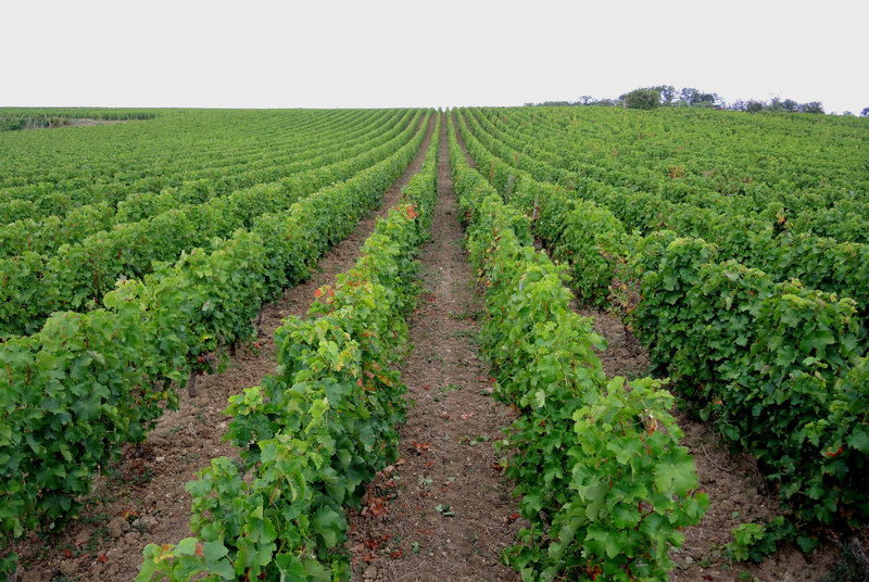 Pouilly-sur-Loire, de Loire en vignes, la Loge aux moines, lignes de vignes
