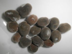 Perles de Zanzibar