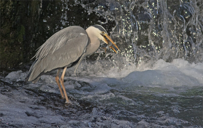 ville oiseau héron pêche 100419 ym 7