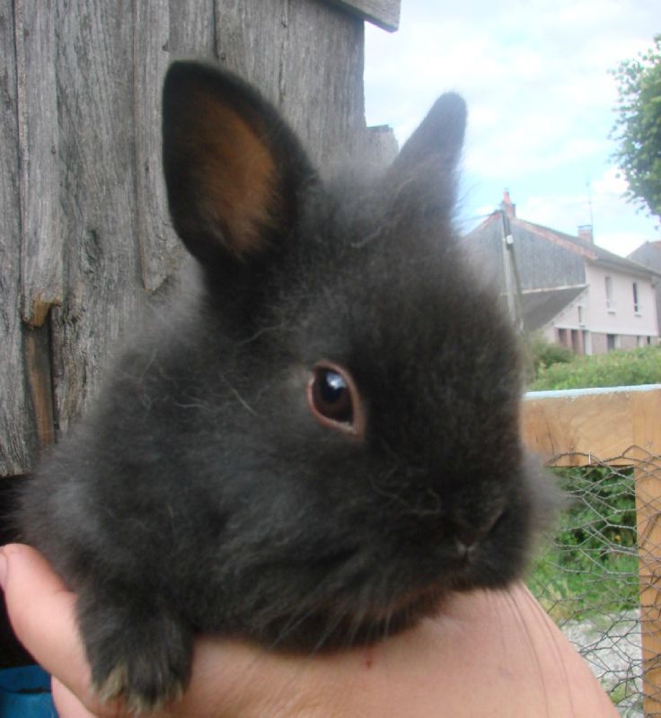 lapin 10