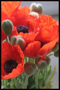 pavot_4