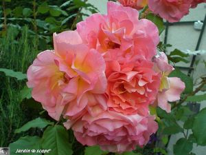 Rosier 'Westerland' 2