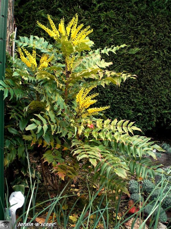Mahonia x media 'Winter sun' en fleur