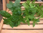 feuilles_de_menthe001