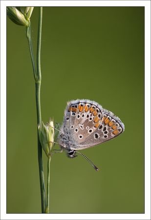 plaine_papill_azure_fond_vert_280411