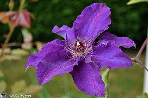 Clematis-The-President
