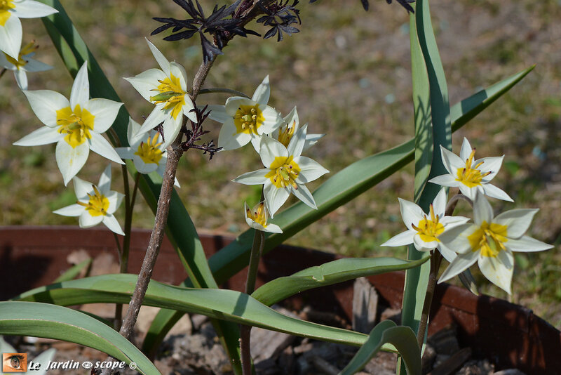 Tulipes-turkestanica-3