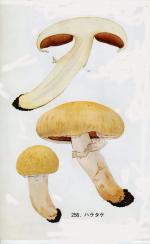 Agaricus campestris IH1 pl 38