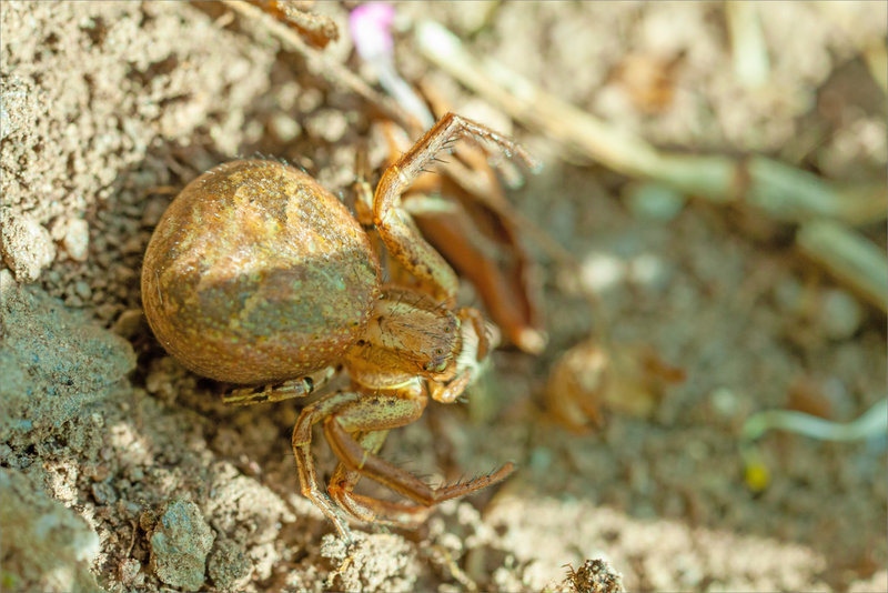 SM araign thomise Xysticus cristatus 020522 3