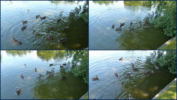 canards