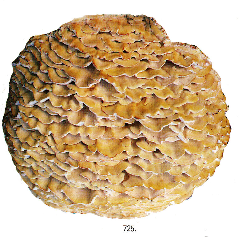 Climacodon septentrionalis Imazeki no 725