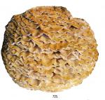 Climacodon septentrionalis Imazeki no 725