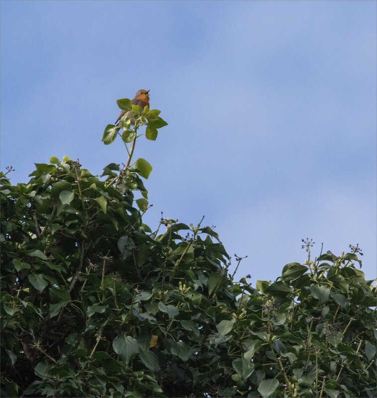 Oiseau RG chante lierre 3 030420