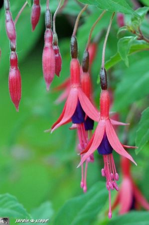 Fuschia-Riccartonii-1