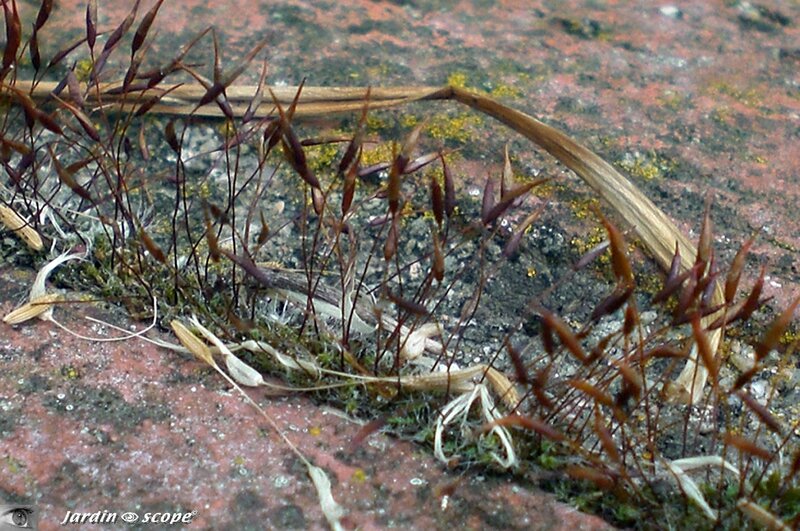 Tortula muralis • Famille des Pottiaceae