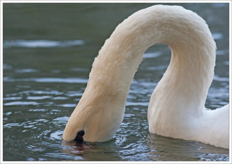 Cognac cygnes matin 231014 8