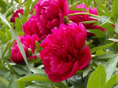 galerie_membre_fleur_pivoine_pivoines