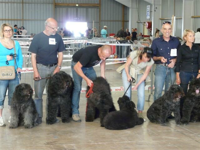 expo canine internationale de BEZIERS 16/06/2013