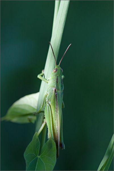 ville criquet trico herbe 150813