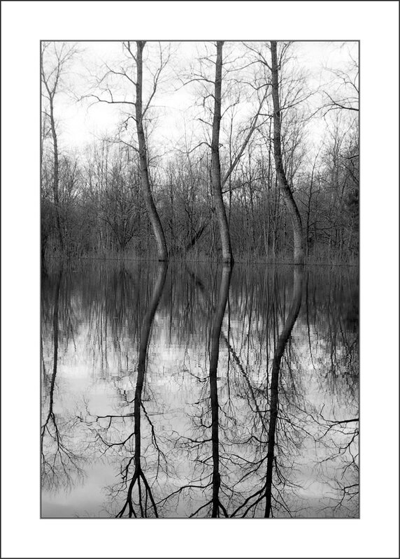 MPoit evaie reflets arbres 070114 trois graces nb