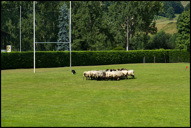 21-Chien-de-berger