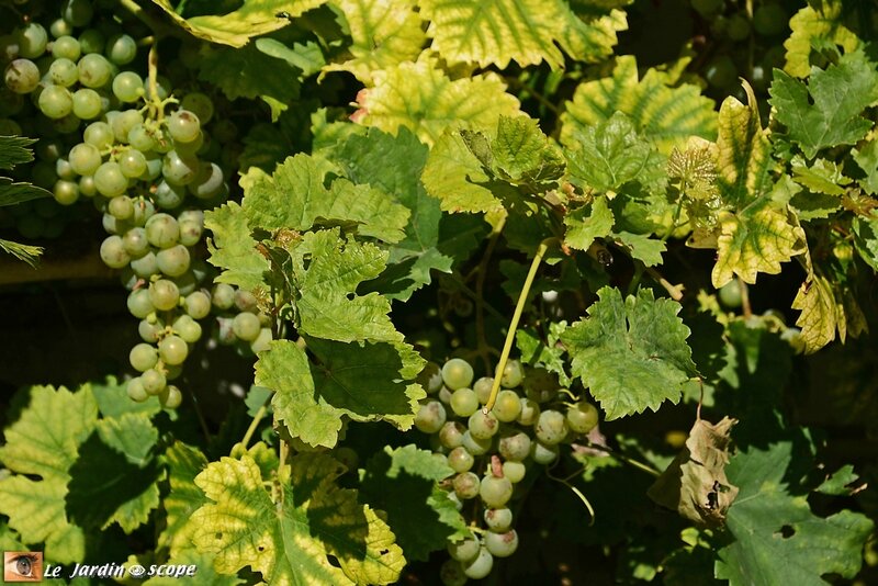Vigne-et-raisin