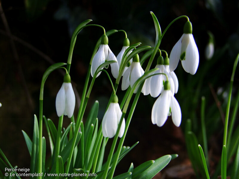 perce-neige2