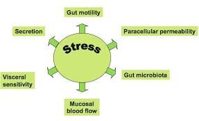 bnf stress and the gut 3