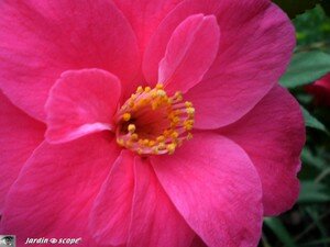 Camellia Japonica Gulio nuccio