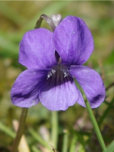 violette