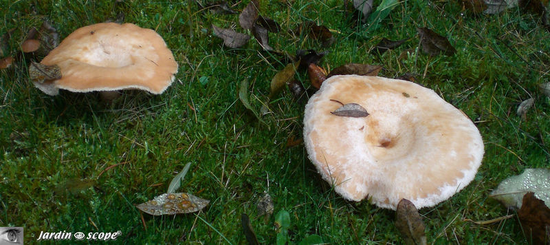 Lactaire zoné • Lactarius zonarius • Russulaceae