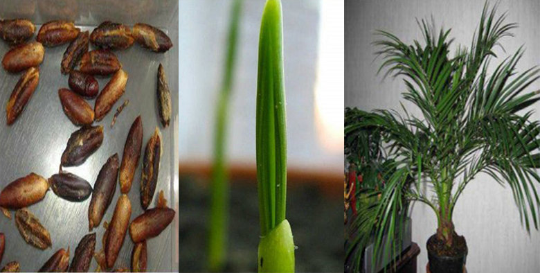 Comment-faire-pousser-un-palmier-dattier-à-partir-de-graines