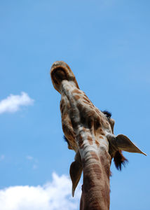 girafe_2