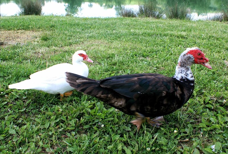 Household_of_Muscovy_Duck (1)