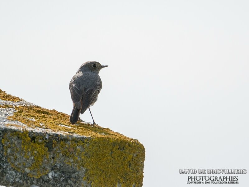 Rougequeue Noir (Phoenicurus ochruros - Black Redstart)