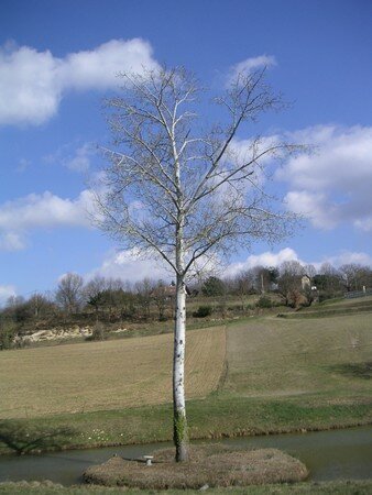 arbre_blanc_vertical