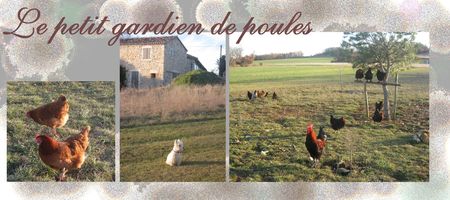 poules_itzac1