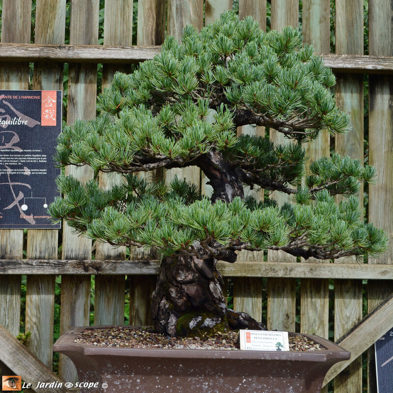 PAT_0992-Bonsai