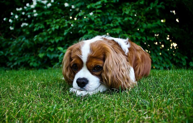 1024px-Dog_In_The_Grass
