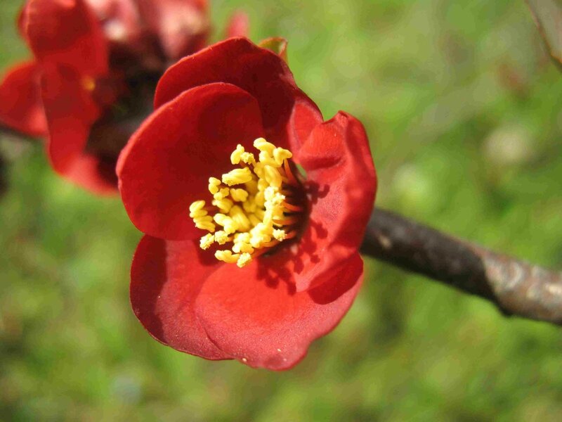 fleur de cerisier rouge b