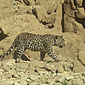 OMAN - Un bébé <b>Léopard</b> d'Arabie photographié dans une réserve