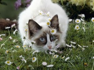 1145482~Domestic-Cat-Seal-Bicolour-Ragdoll-Kitten-Decked-in-Daisy-Chain-Affiches