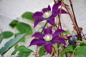 Clematis-Warsaw-Nike