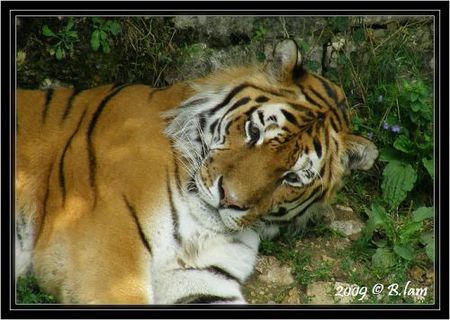 photo_405799_7515498_2010052933469184